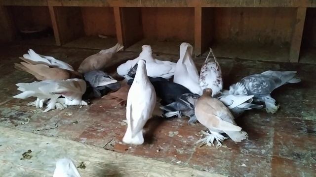 Голуби что делать при Е-коли "сухотке" малышей. смотреть онлайн