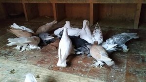 Голуби что делать при Е-коли "сухотке" малышей.