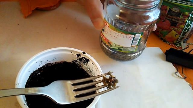 Бересклет европейский - размножение семенами - стратификация и посадка смотреть онлайн