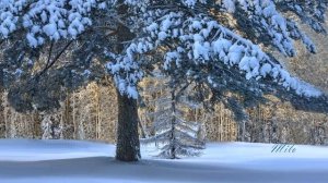 КЛЁН  ТЫ  МОЙ  ОПАВШИЙ