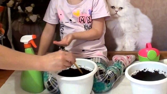Огород на окошке. Алиса сажает помидоры и перец  на подоконнике. Домашний огород видео для детей