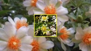 ПЕРЕСКИЯ ЛИСТОВОЙ КАКТУС!