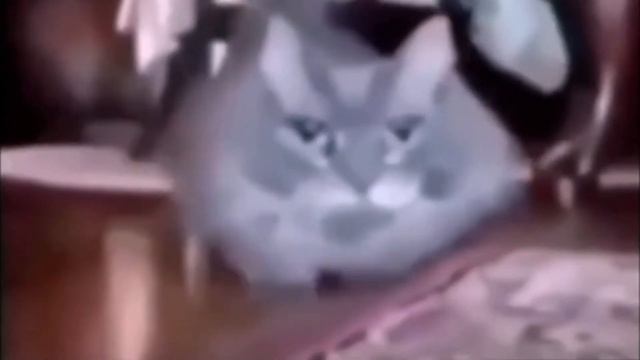 кофемолка туту кофемолка тутуту смотреть онлайн