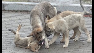 Приморские депутаты приняли закон, регулирующий численность бродячих собак
