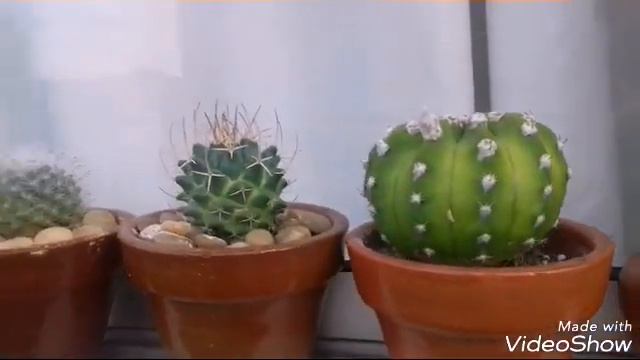 Echinopsis Subdenudata - Primeira Floração