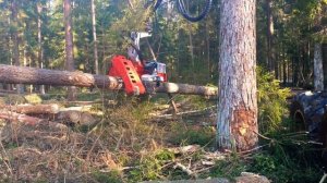 Харвестер HSM 905H с Logmax 6000 работа в Белорусском лесу!!!