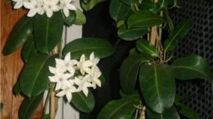 Стефанотис