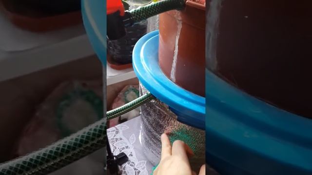Бананы на гидропонике! Как выращивать.