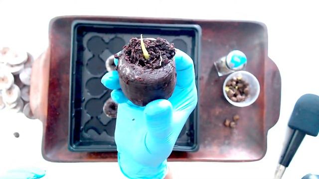 How to Transplant Germinated Alocasia Corms смотреть онлайн