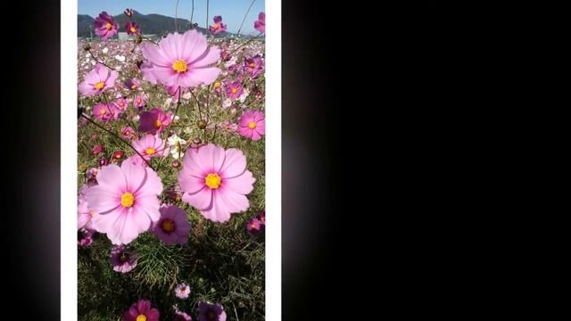 Космос - цветок полевой/ Space - Flower Field смотреть онлайн