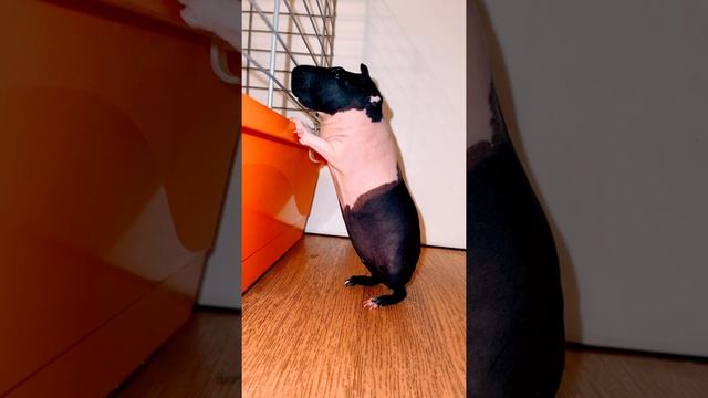 Лысая морская свинка за решеткой Guinea pig смотреть онлайн
