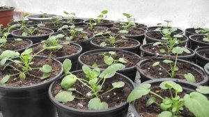 Ретарданты флорон и алар. Использование и подготовка растений к обработке.