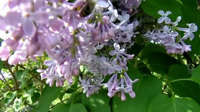 Цветение сирени. Нарезки видео для монтажа бесплатно смотреть онлайн