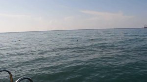 Чихуахуа Малина в Турции | Путешествие с собакой на море | Собака в самолете | Перелет с собакой