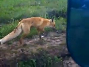 Нападение бешеной лисицы Часть 2