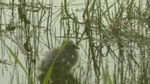 Ещё один птенец чайки.  Единственный малыш у мамы.