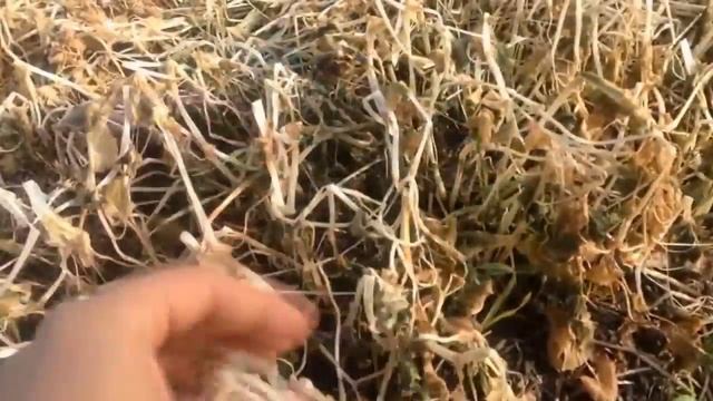 Сидераты что посадить осенью / Яровые и озимые в чем разница смотреть онлайн