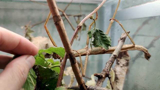 Палочники и жёлуди: как они связаны? смотреть онлайн