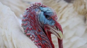 Выгодно или нет держать индюков//Сколько можно заработать на индюках.