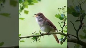 звук соловей / булбул овози