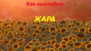 Жара 2024. Канюк, воздух, подсолнухи, воробьи в луже, морк дик