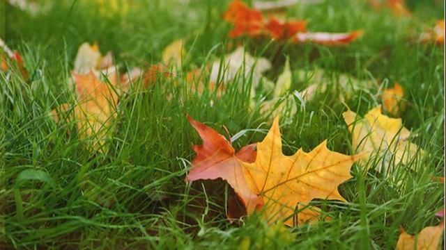 Презентация "Осень" (развитие речи) смотреть онлайн