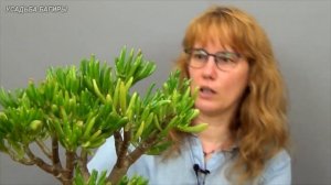 Бонсай из крассулы Коралл (ч.4).