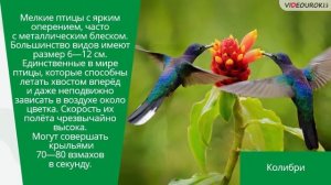 4 октября   Всемирный день защиты животных