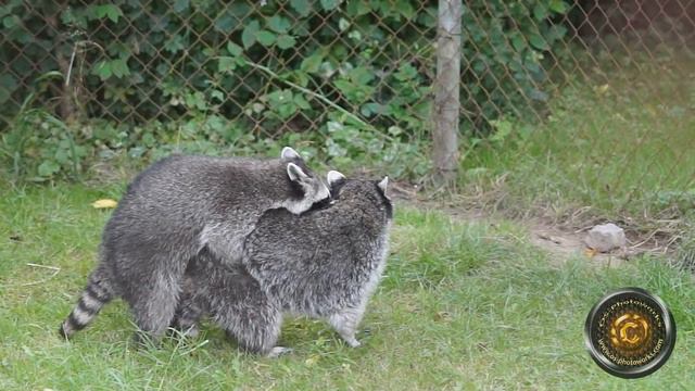 mating raccoons смотреть онлайн
