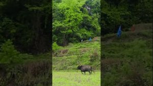 Super Spicy Foods Mukbang | Chinese Foods Cooking | TikTok Funny Video | Songsong and Ermao