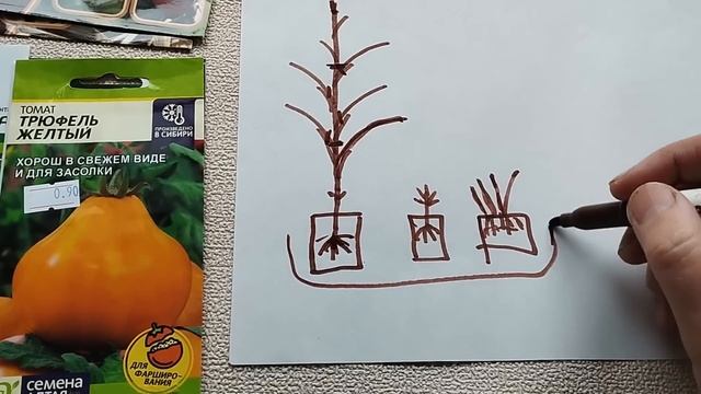 КАК ВЫРАСТИТЬ МНОГО РАССАДЫ ИЗ 5 СЕМЯН. смотреть онлайн