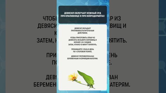 Девясил облегчает кожный зуд при крапивнице и нейродермитах #здоровье #полезныесоветы #шортс смотреть онлайн