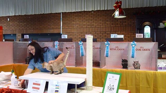 Devon Rex Best Cat at TICA Cat Show Dublin смотреть онлайн