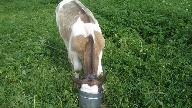 Почему кашляет телёнок смотреть онлайн