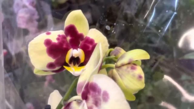 Свыше 500 ОРХИДЕЙ ?в новой поставке Леруа Мерлен❗️Big Lip мультифлора смотреть онлайн