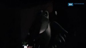 Воронежский Котенок с Лизюкова ночью оказывается во тьме