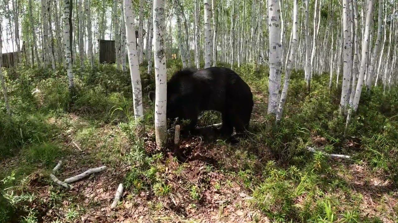 Так говорила моя мама. Медведь. смотреть онлайн