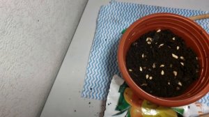 Посадка КИВАНО зимой в домашних условиях 2023.