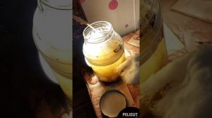 кормление рыб инфузорией туфелькой.
