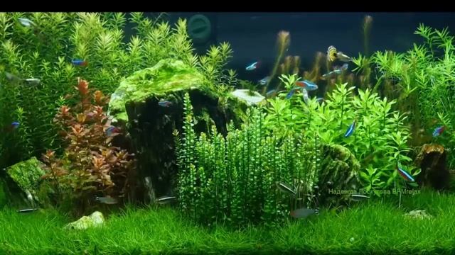 Много часов спокойствия, равновесия души. музыка от бессонницы. Новинка 2023 года смотреть онлайн