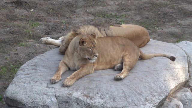 Cпал Сэм вольготно, но пришла Найти и пришлось потесниться. 09.10.2021 смотреть онлайн