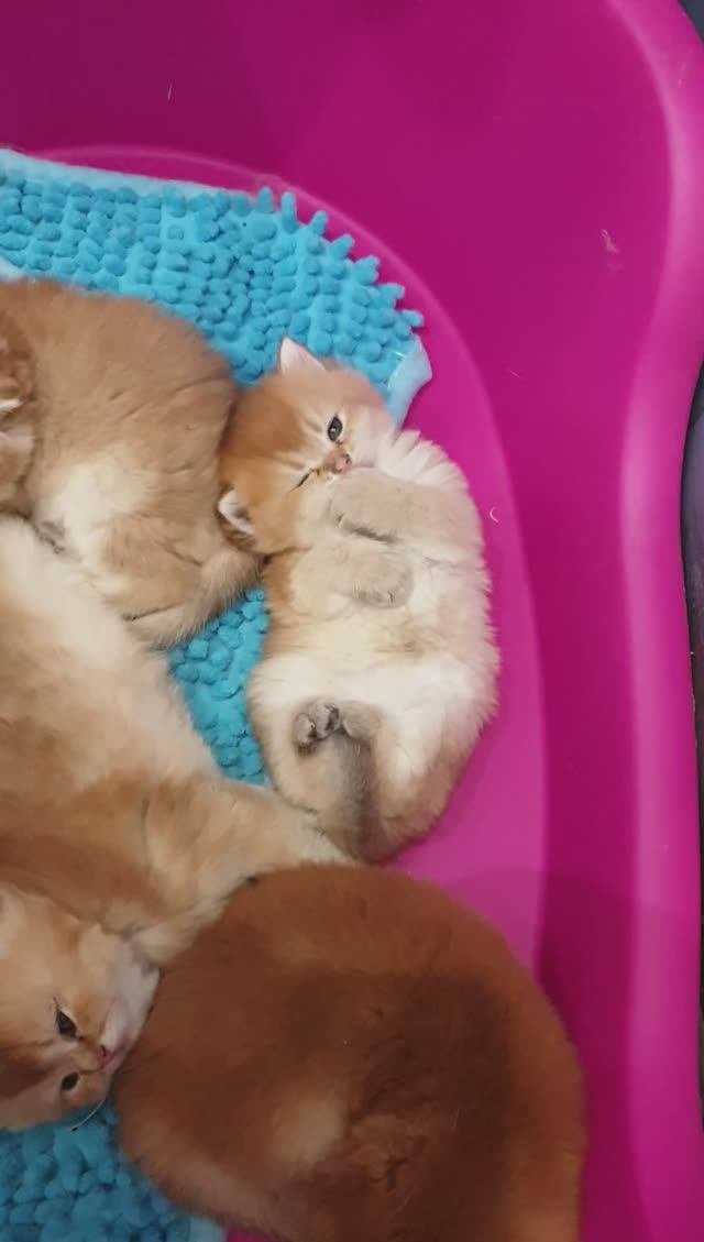 Британские золотые котята