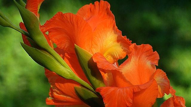 Гладиолусы. Красивая музыка. смотреть онлайн