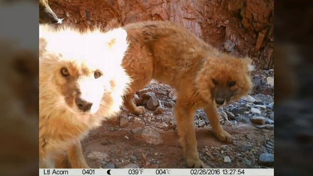 photographing the endangered dholes（cuon alpinus） of NW China