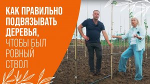 КАК ПРАВИЛЬНО ПОДВЯЗЫВАТЬ ДЕРЕВЬЯ | ПИТОМНИК САВВАТЕЕВЫХ