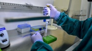 Полтонны мяса: как фермеры из Чувашии заразились сибирской язвой