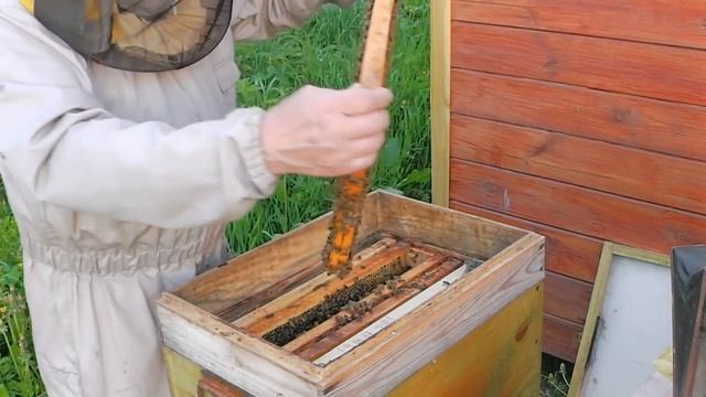 Желтопузики  Или Бакфаст с пасеки Скупновых
