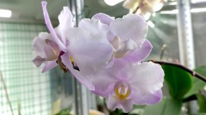 Phal Liu’s Sakura“KF”.ДОЛГОЖДАННОЕ цветение, нежная Орхидея фаленопсис Льюис Сакура с РЮШАМИ