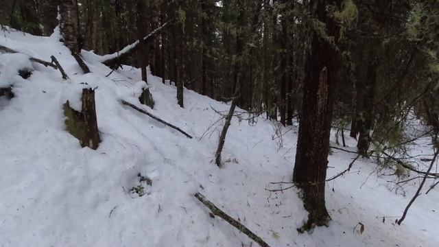 ОХОТА НА ГЛУХАРЯ И РЯБЧИКА / ВЫСТРЕЛЫ ПО ПТИЦЕ ИЗ НАРЕЗНОГО И ГЛАДКОСТВОЛЬНОГО ОРУЖИЯ. смотреть онлайн