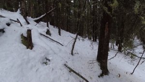 ОХОТА НА ГЛУХАРЯ И РЯБЧИКА / ВЫСТРЕЛЫ ПО ПТИЦЕ ИЗ НАРЕЗНОГО И ГЛАДКОСТВОЛЬНОГО ОРУЖИЯ.